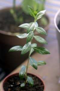 Small Lawsonia inermis Plant