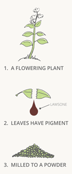 henna-hair-dye-plant-